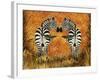 Zebras-Tina Nichols-Framed Giclee Print