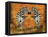 Zebras-Tina Nichols-Framed Stretched Canvas