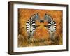 Zebras-Tina Nichols-Framed Giclee Print