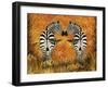 Zebras-Tina Nichols-Framed Giclee Print