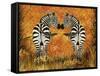 Zebras-Tina Nichols-Framed Stretched Canvas