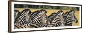 Zebras-Graeme Stevenson-Framed Giclee Print