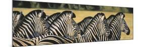 Zebras-Graeme Stevenson-Mounted Giclee Print