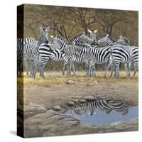 Zebras-Harro Maass-Stretched Canvas