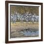 Zebras-Harro Maass-Framed Giclee Print