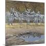 Zebras-Harro Maass-Mounted Giclee Print