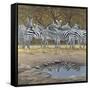 Zebras-Harro Maass-Framed Stretched Canvas