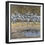 Zebras-Harro Maass-Framed Giclee Print