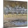 Zebras-Harro Maass-Mounted Giclee Print