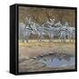 Zebras-Harro Maass-Framed Stretched Canvas