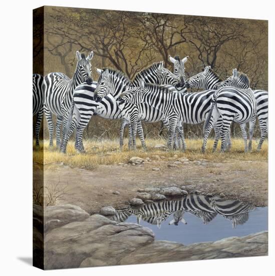 Zebras-Harro Maass-Stretched Canvas