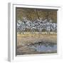 Zebras-Harro Maass-Framed Giclee Print