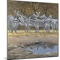 Zebras-Harro Maass-Mounted Giclee Print