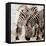 Zebras-Kimberly Allen-Framed Stretched Canvas