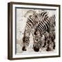 Zebras-Kimberly Allen-Framed Art Print