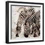 Zebras-Kimberly Allen-Framed Art Print