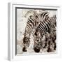 Zebras-Kimberly Allen-Framed Art Print