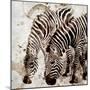 Zebras-Kimberly Allen-Mounted Art Print