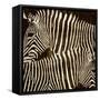 Zebras-Darren Davison-Framed Stretched Canvas