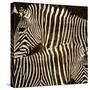 Zebras-Darren Davison-Stretched Canvas