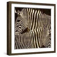 Zebras-Darren Davison-Framed Art Print