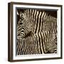 Zebras-Darren Davison-Framed Art Print