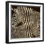 Zebras-Darren Davison-Framed Art Print