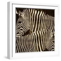 Zebras-Darren Davison-Framed Art Print