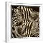 Zebras-Darren Davison-Framed Art Print