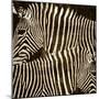 Zebras-Darren Davison-Mounted Art Print