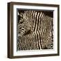 Zebras-Darren Davison-Framed Art Print