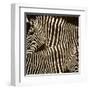 Zebras-Darren Davison-Framed Art Print