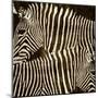 Zebras-Darren Davison-Mounted Art Print