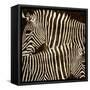 Zebras-Darren Davison-Framed Stretched Canvas