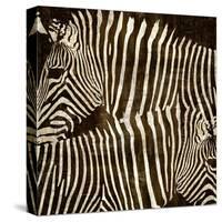 Zebras-Darren Davison-Stretched Canvas