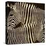 Zebras-Darren Davison-Stretched Canvas