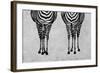 Zebras-Martina Pavlova-Framed Art Print