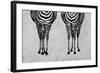 Zebras-Martina Pavlova-Framed Art Print