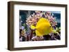 Zebrasoma Flavescens-antos777-Framed Photographic Print