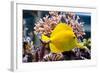 Zebrasoma Flavescens-antos777-Framed Photographic Print