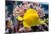 Zebrasoma Flavescens-antos777-Mounted Photographic Print