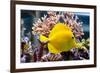 Zebrasoma Flavescens-antos777-Framed Photographic Print