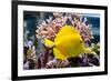 Zebrasoma Flavescens-antos777-Framed Photographic Print