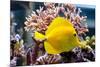 Zebrasoma Flavescens-antos777-Mounted Photographic Print