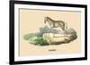 Zebre-E.f. Noel-Framed Art Print