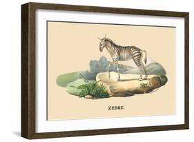 Zebre-E.f. Noel-Framed Art Print