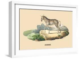 Zebre-E.f. Noel-Framed Art Print