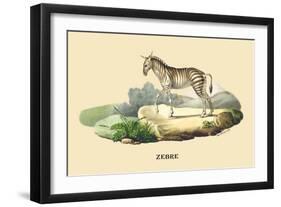 Zebre-E.f. Noel-Framed Art Print