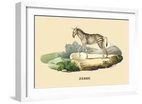 Zebre-E.f. Noel-Framed Art Print