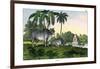 Zebu, 1860-null-Framed Giclee Print